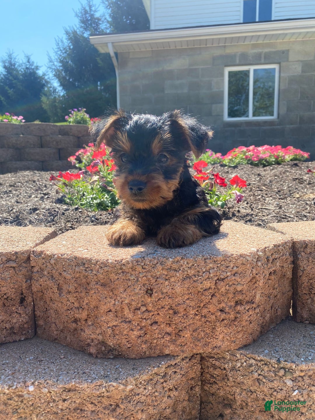 Yorkshire Terrier dogs for sale: Austin - Image 4