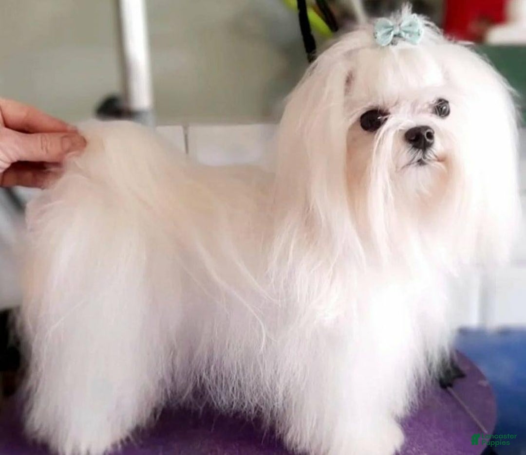 Maltipoo dogs for sale: Molly - Image 4