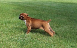 Boxer dogs for sale: Eden - Image 2
