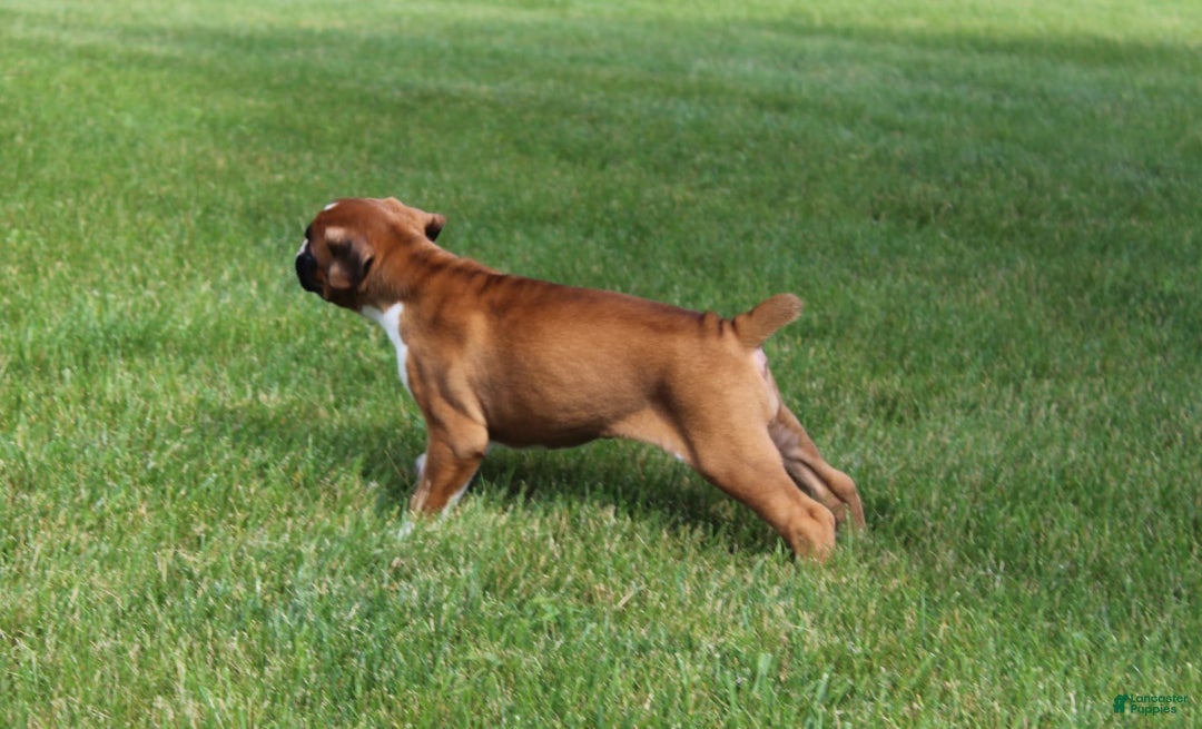 Boxer dogs for sale: Eden - Image 2