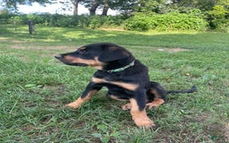 Rottweiler dogs for sale: Vans - Image 6