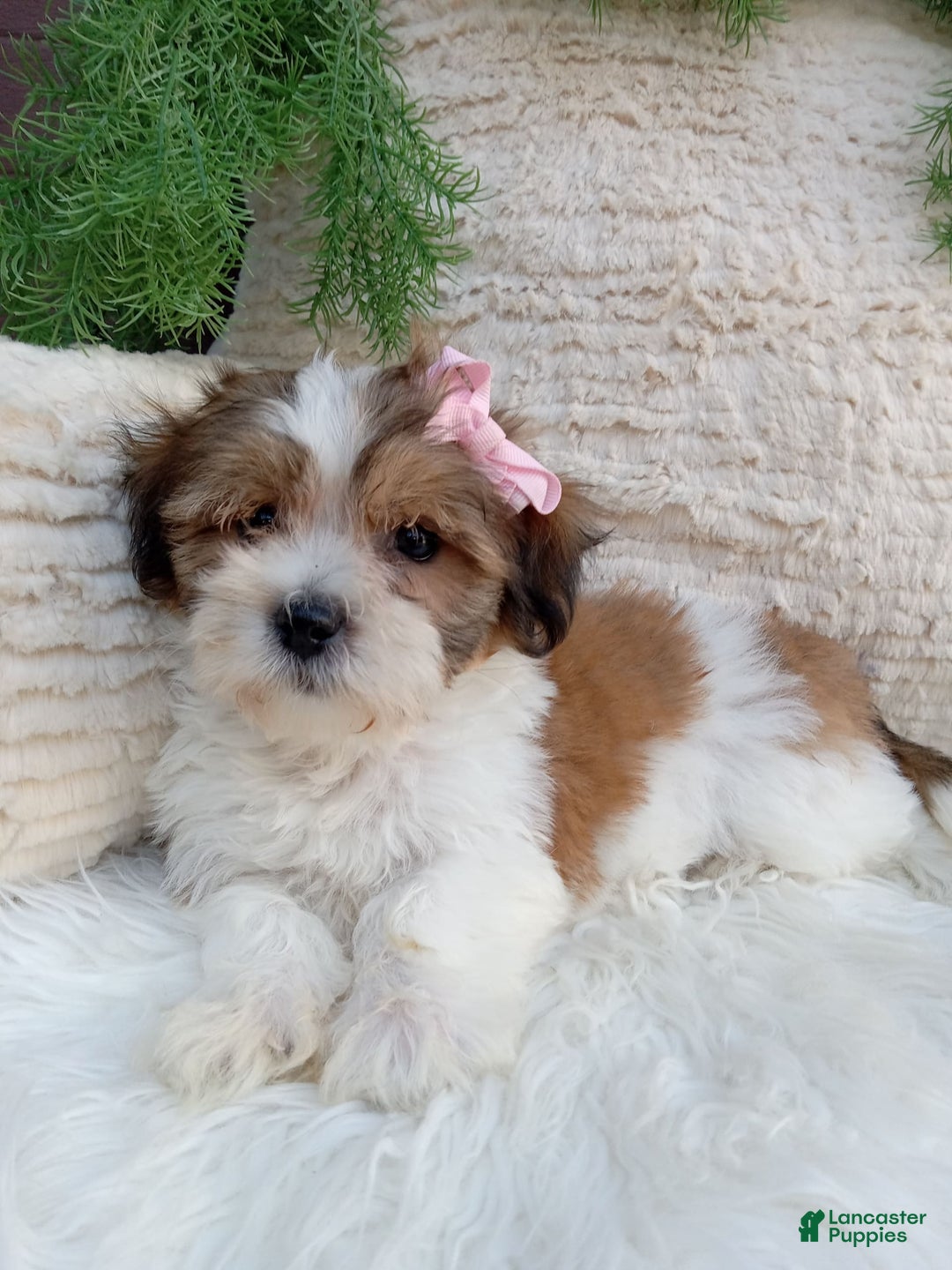 Teddy Bear dogs for sale: Teddy Bear 6 puppies - Image 14