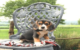 Beagle dogs for sale: Abby - Image 5
