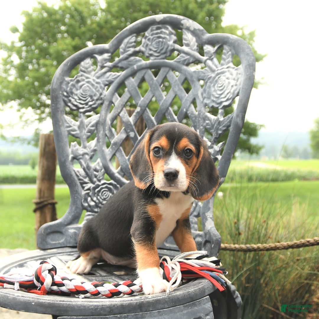 Beagle dogs for sale: Abby - Image 5