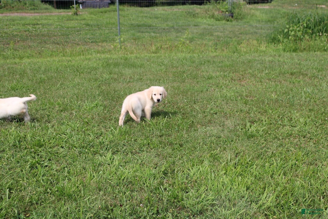 Golden Retriever dogs for sale: Eight Oclock - Image 8