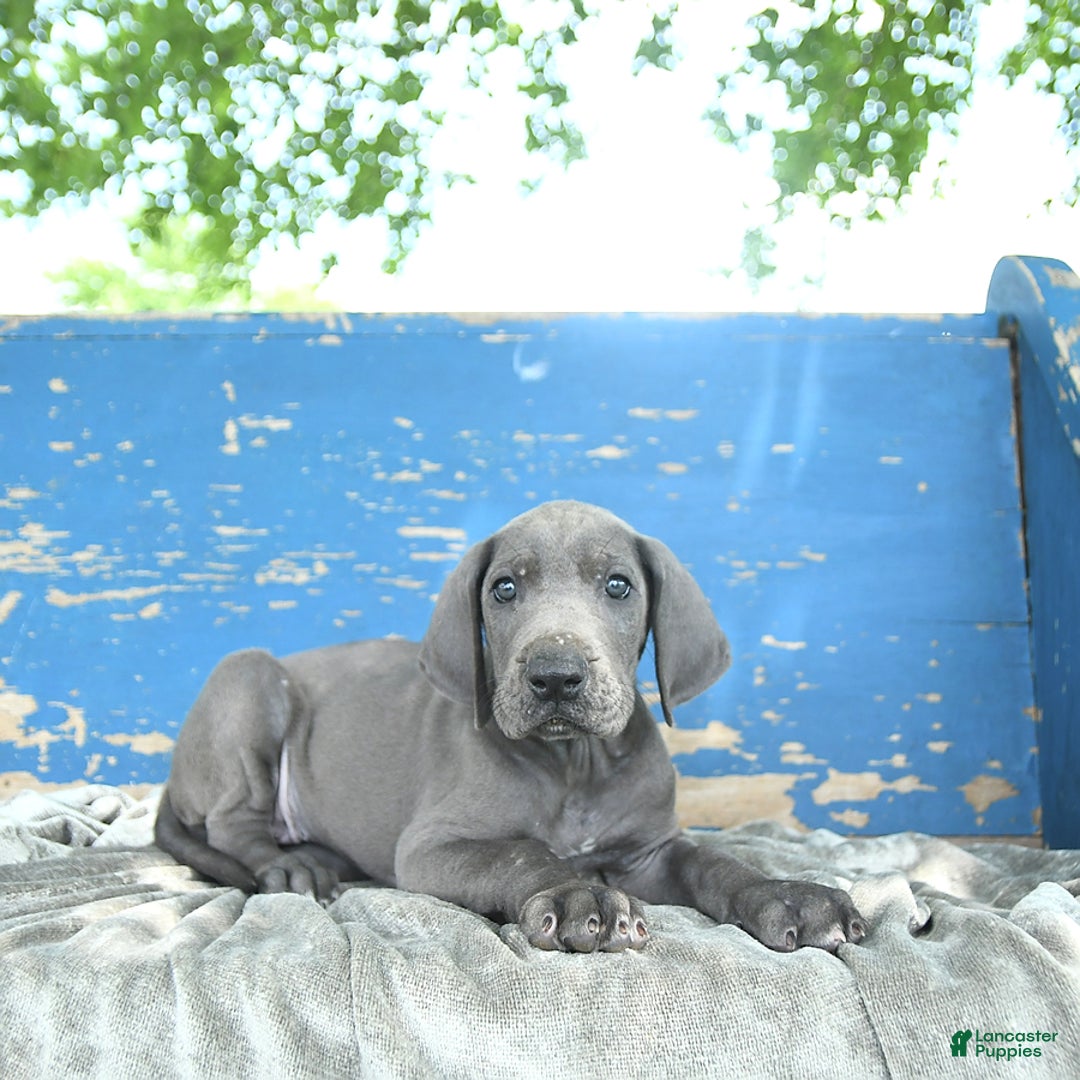 Great Dane dogs for sale: Dove - Image 4