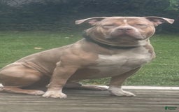 American Bully dogs for stud: Tazz Tornado - Image 1