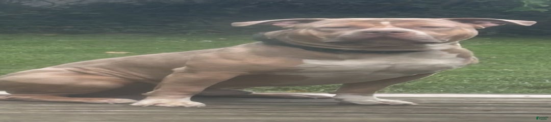 Tazz Tornado