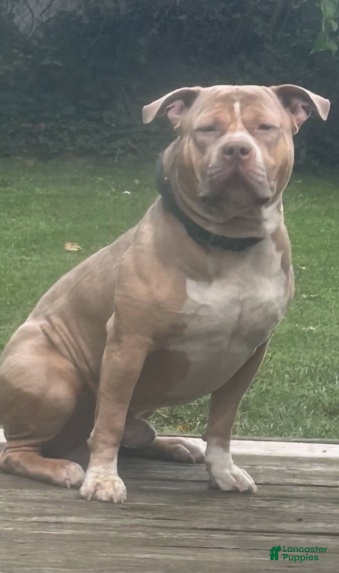 American Bully dogs for stud: Tazz Tornado - Image 1