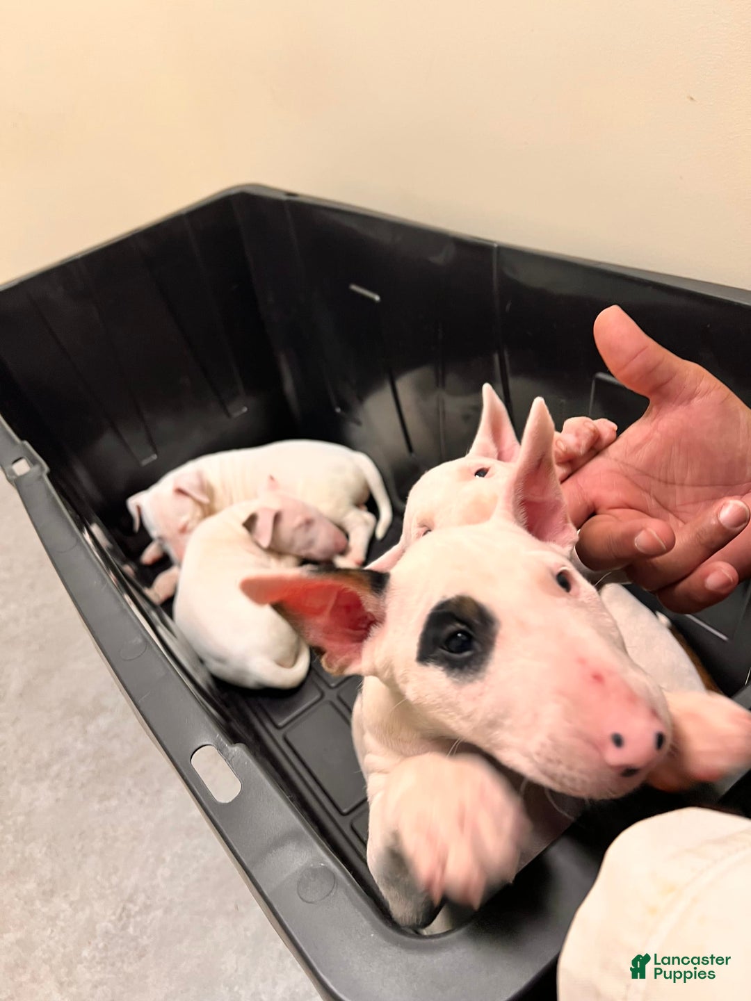 Bull Terrier dogs for sale: Target - Image 2