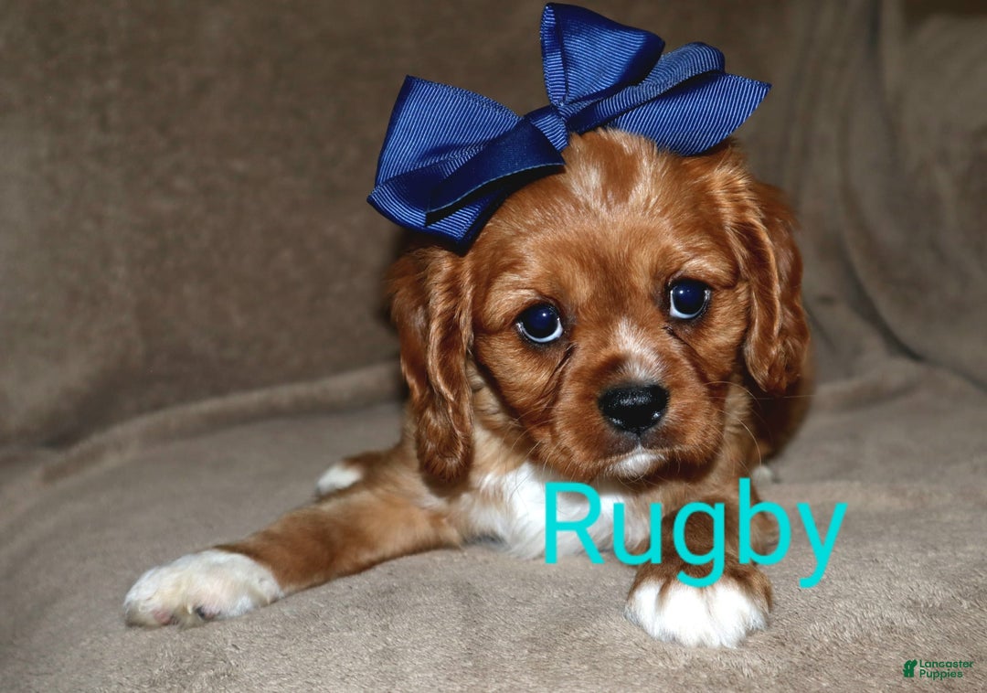 Cavalier King Charles Spaniel dogs for sale: Rugby - Image 3