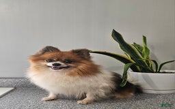 Pomeranian dogs for sale: Cuddles - Image 3