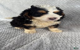 Mini Bernedoodle dogs for sale: Marshall - Image 12