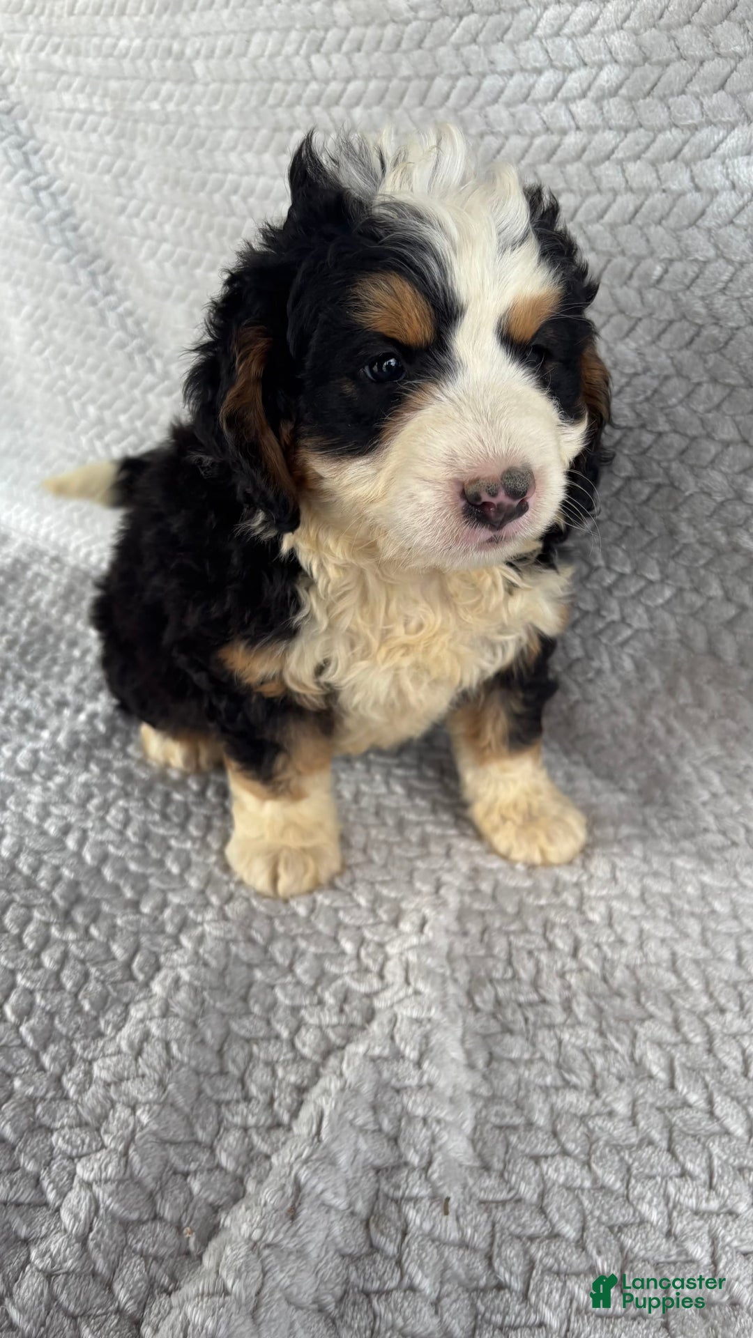 Mini Bernedoodle dogs for sale: Marshall - Image 12