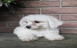 Bichon Frise dogs for sale: Addie - Image 6