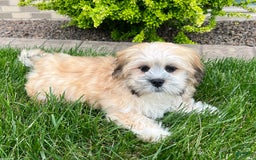 Lhasa Apso dogs for sale: Simba - Image 5