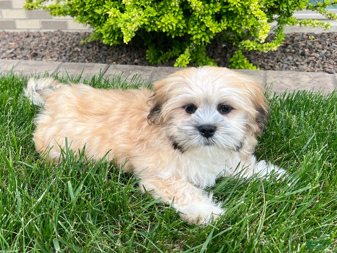 Lhasa Apso dogs for sale: Simba - Image 5