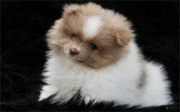 Pomeranian dogs for sale: Paris - Image 1