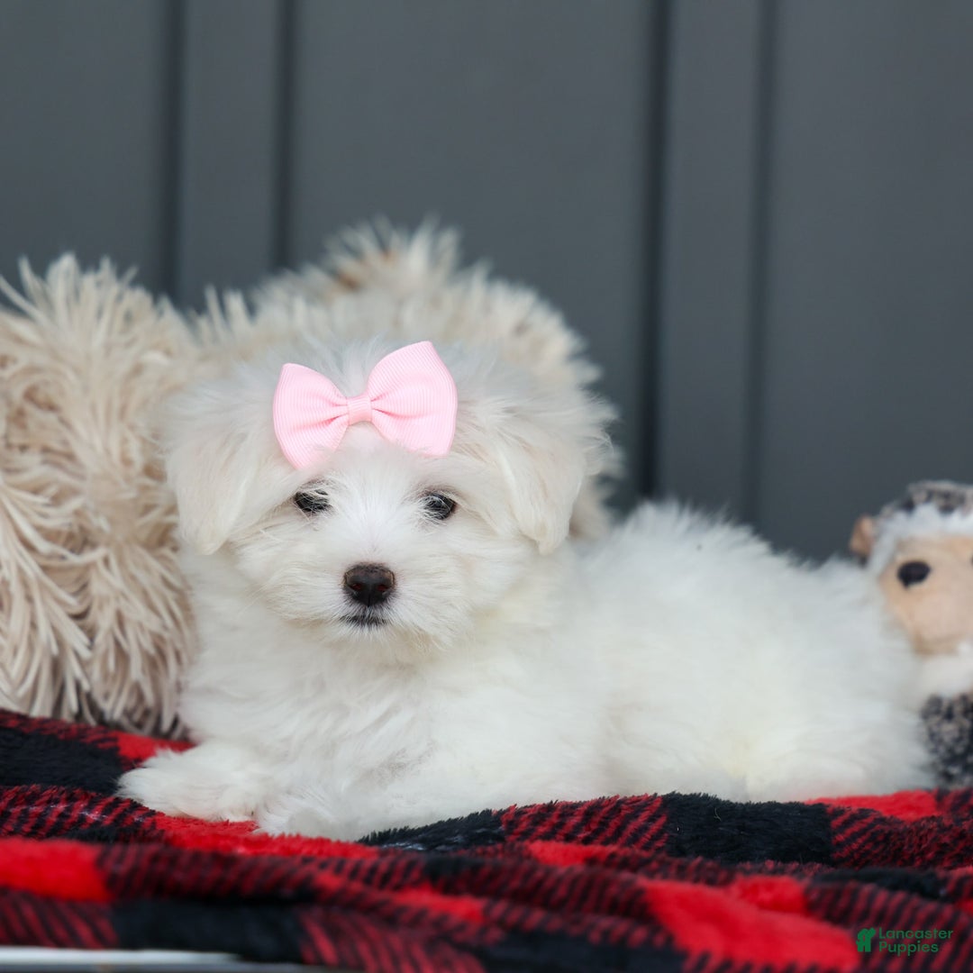 Maltese dogs for sale: Samantha - Image 4