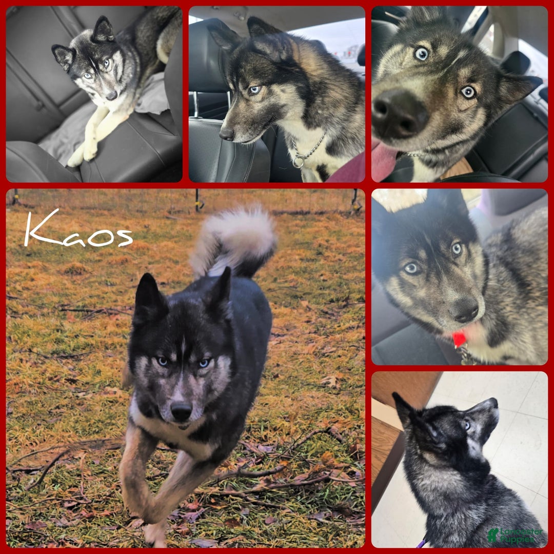 Siberian Husky dogs for sale: Sue - Image 6