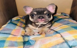 French Bulldog dogs for sale: Maggies Boys - Image 2