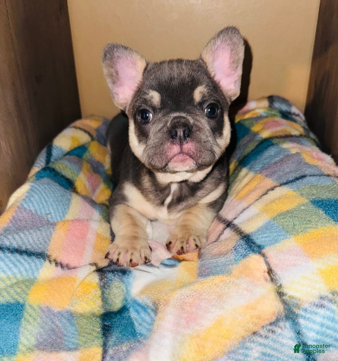French Bulldog dogs for sale: Maggies Boys - Image 2
