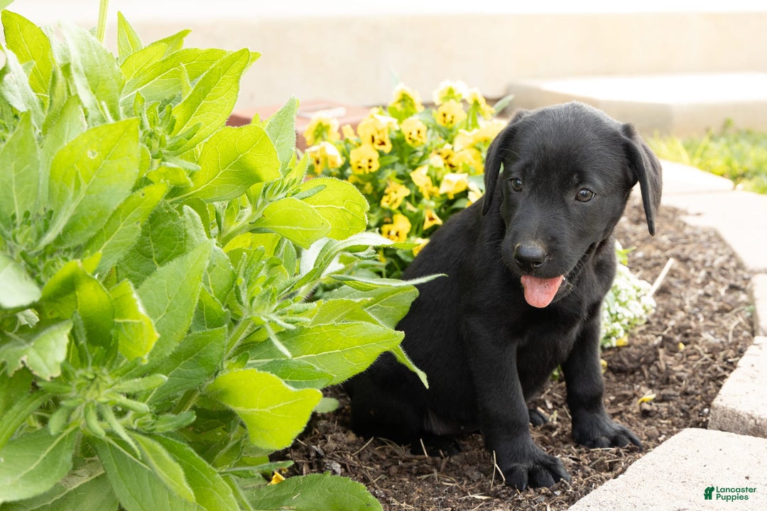 Labrador Retriever dogs for sale: Buffy - Image 2