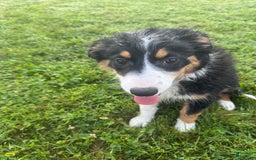 Australian Shepherd dogs for sale: Ahsoko - Image 24