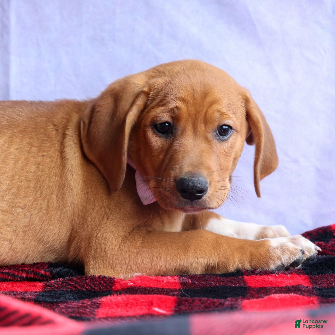 Beagle dogs for sale: Chief - Image 8