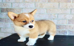 Welsh Corgi Pembroke dogs for sale: Welsh Corgi (Pembroke) 5 puppies - Image 17