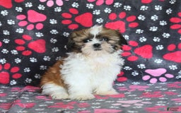 Shih Tzu dogs for sale: Izzy - Image 8