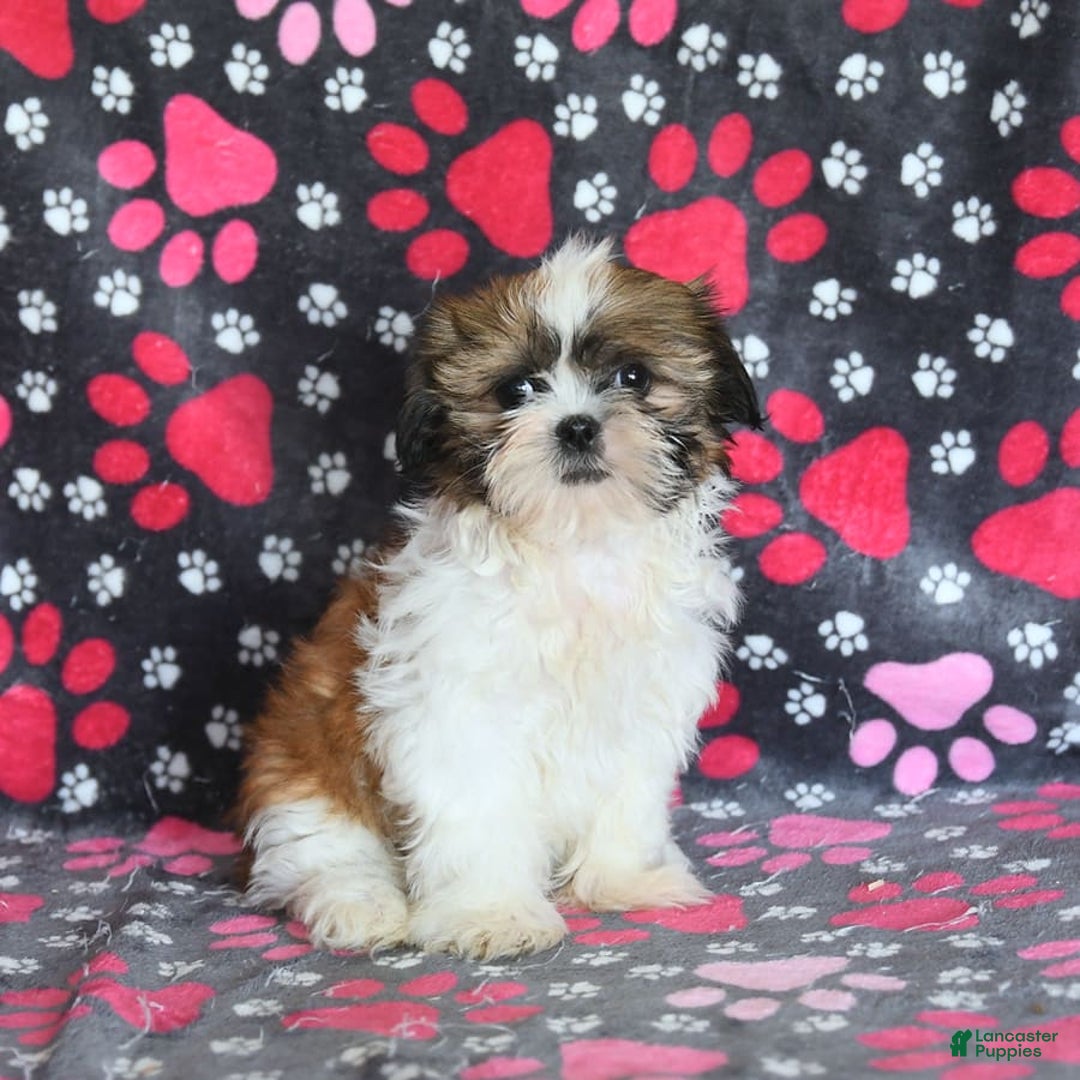 Shih Tzu dogs for sale: Izzy - Image 8