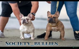 French Bulldog dogs for sale: Teseki - Image 9