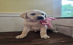 Labrador Retriever dogs for sale: Rileys Rosie - Image 5