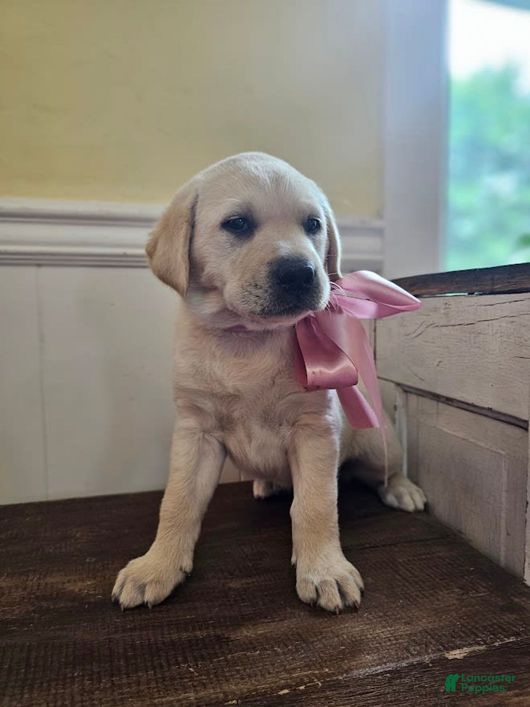 Labrador Retriever dogs for sale: Rileys Rosie - Image 5