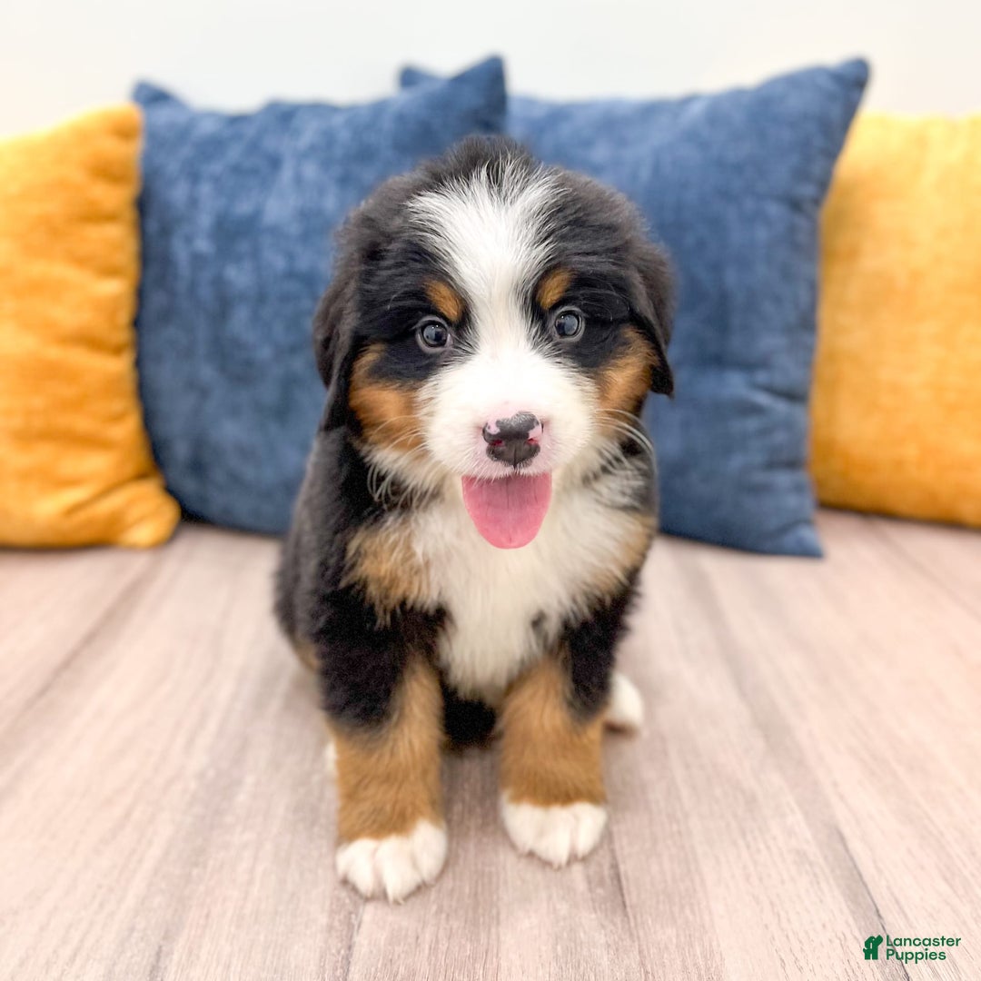 Bernese Mountain Dog dogs for sale: Zeke - Image 1