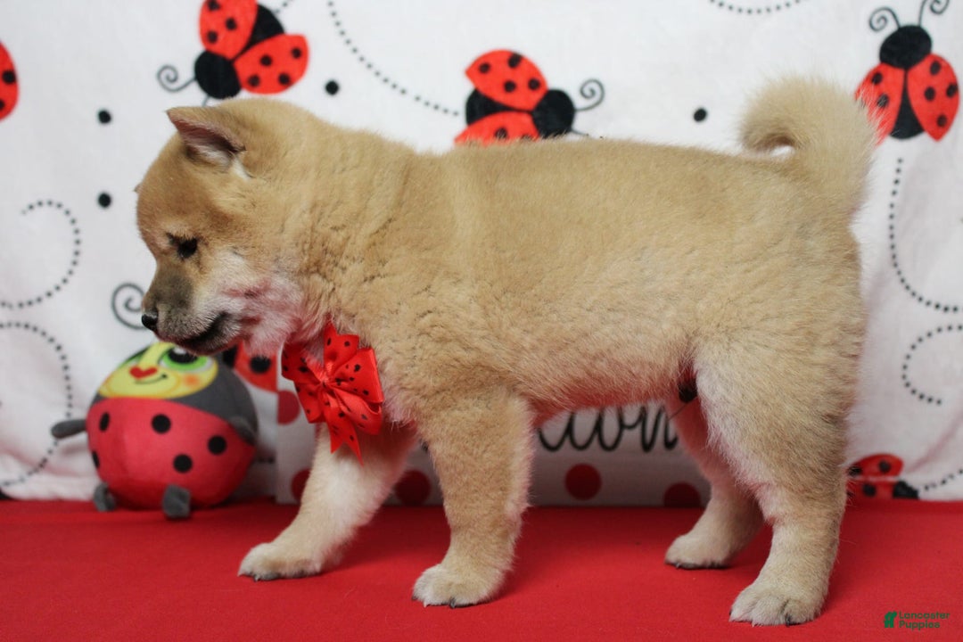 Shiba Inu dogs for sale: Larry - Image 36