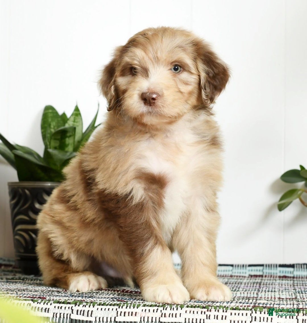 Aussiedoodle dogs for sale: Travis - Image 5