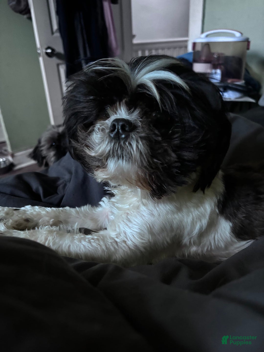 Shih Tzu dogs for sale: Pretty Girl - Image 7