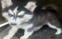 Siberian Husky dogs for sale: Dahlia Blk And White Girl Nc - Image 3