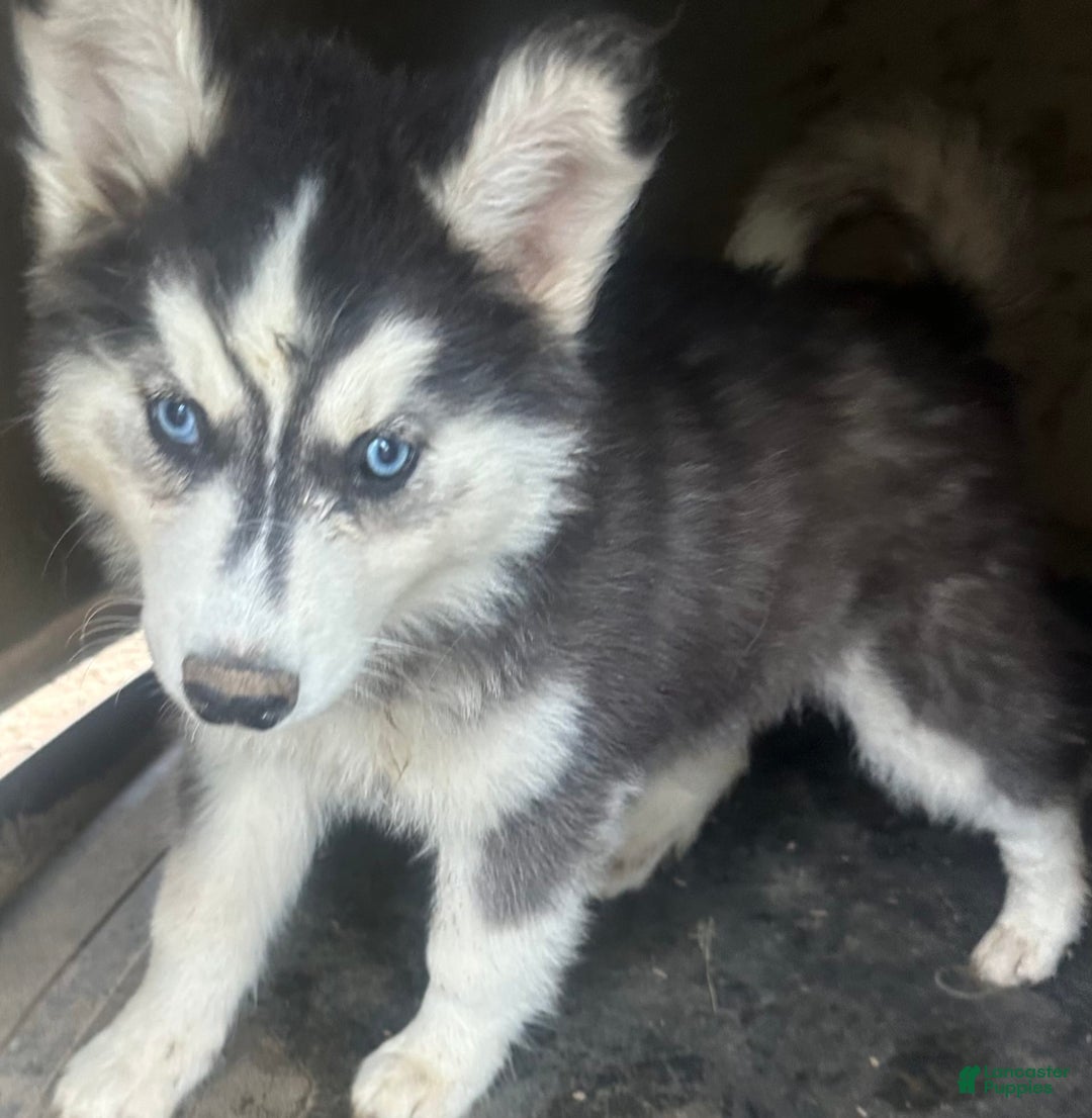 Siberian Husky dogs for sale: Dahlia Blk And White Girl Nc - Image 3