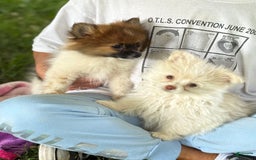 Pomeranian dogs for sale: Puff - Image 1