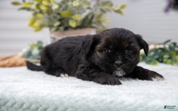Shorkie dogs for sale: Loki - Image 3