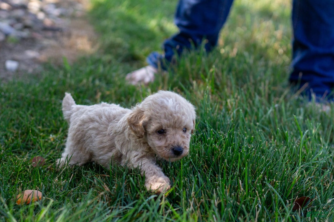 Miniature Poodle dogs for sale: Buddy - Image 5