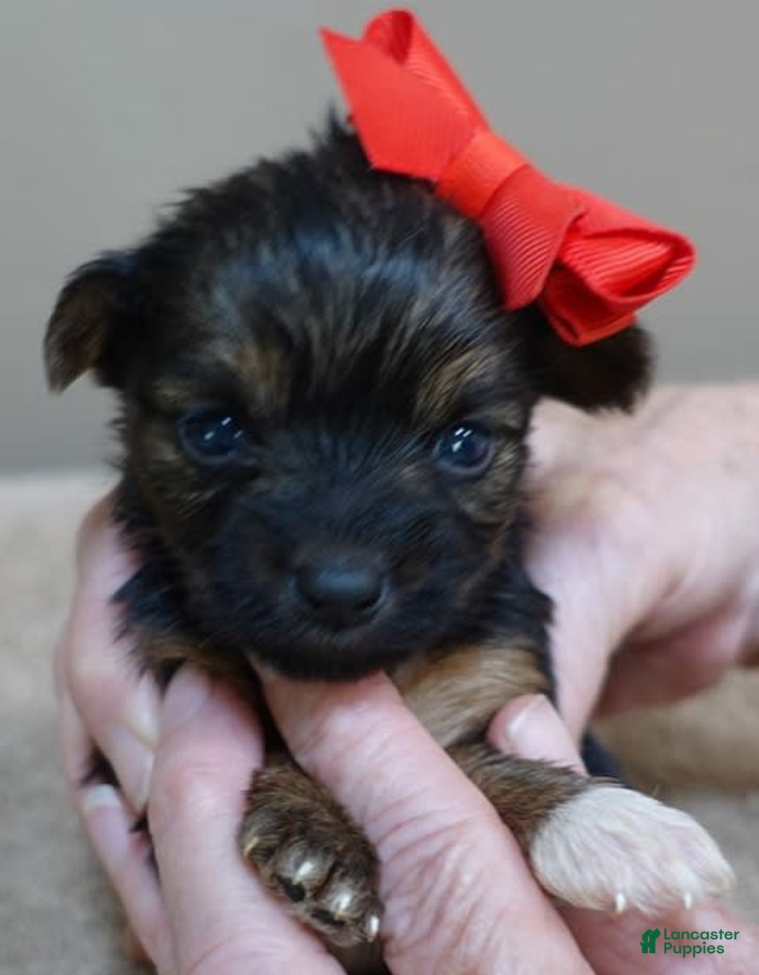 Yorkshire Terrier dogs for sale: Nessie - Image 22