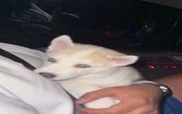 Siberian Husky dogs for sale: Boy Puppy - Image 4