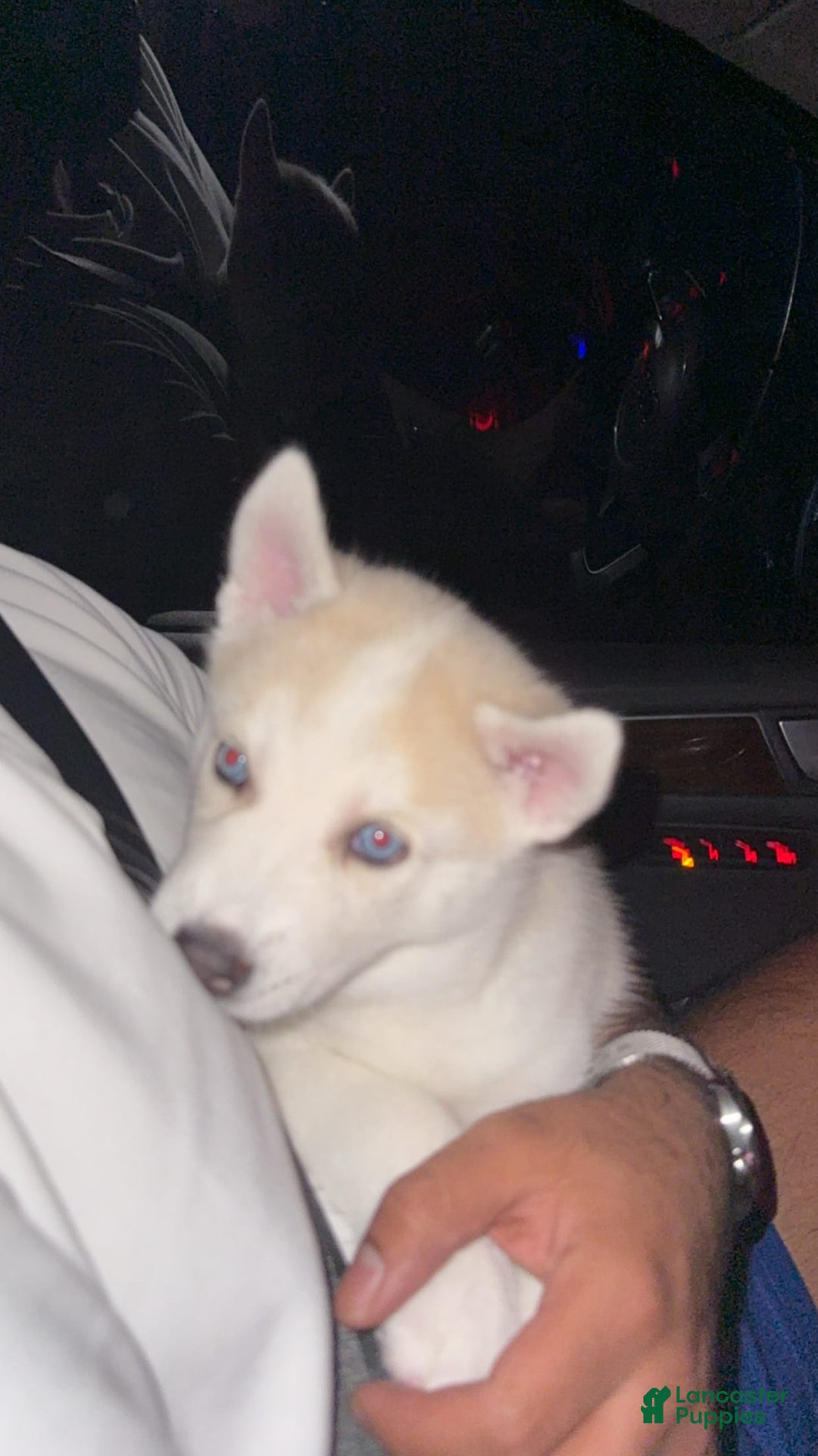 Siberian Husky dogs for sale: Boy Puppy - Image 4