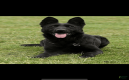 German Shepherd dogs for sale: Litter - Image 10