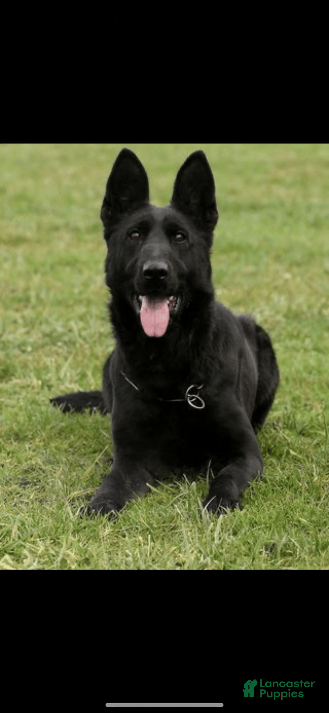German Shepherd dogs for sale: Litter - Image 10