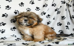 Shih Tzu dogs for sale: Freddie - Image 4